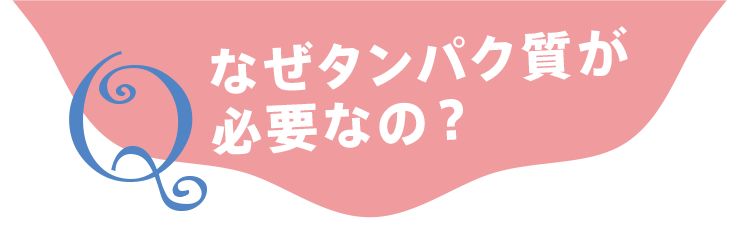 なぜタンパク質が必要なの？