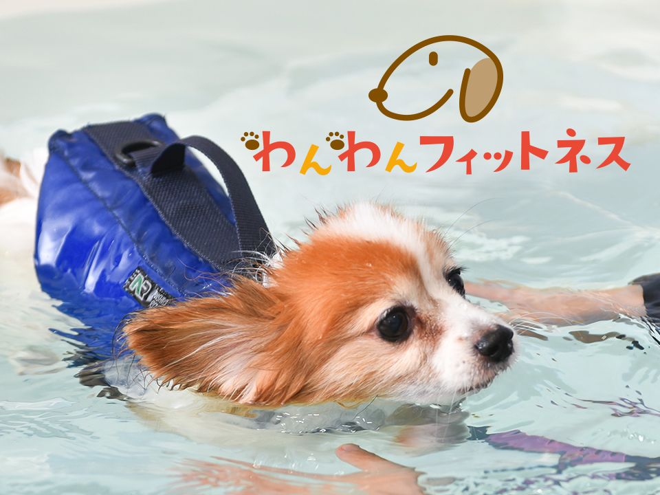 わんわんフィットネス